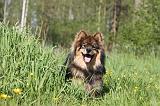 CHIEN FINNOIS DE LAPONIE 287